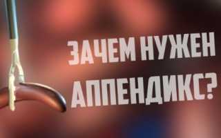 Роль аппендикса в организме человека: строение, размер и функции