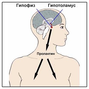 Физиологическая гиперпролактинемия