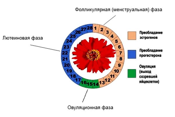 Изменения в эндокринной системе женщины