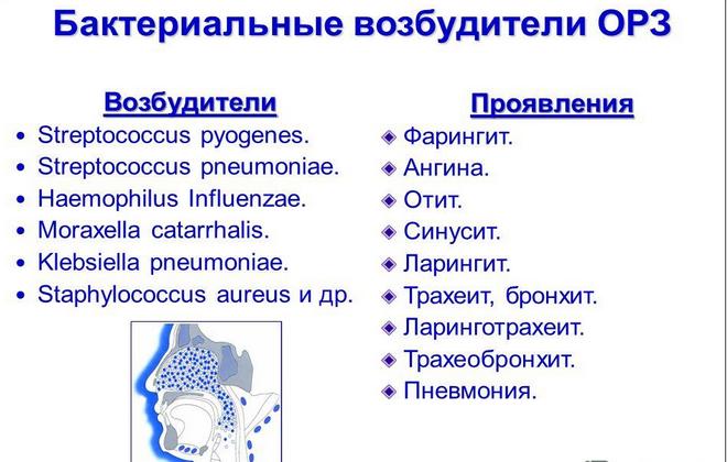 Бактериальные возбудители ОРЗ