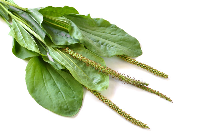 Рецепт из подорожника